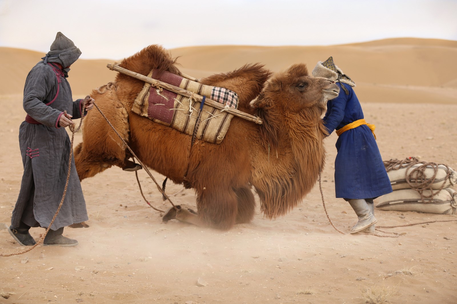 丝路驼运——(4)未训好的骆驼.jpg